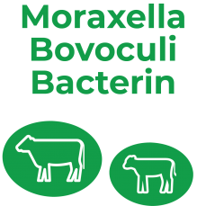 MORAXELLA BOVOCULI BACTERIN